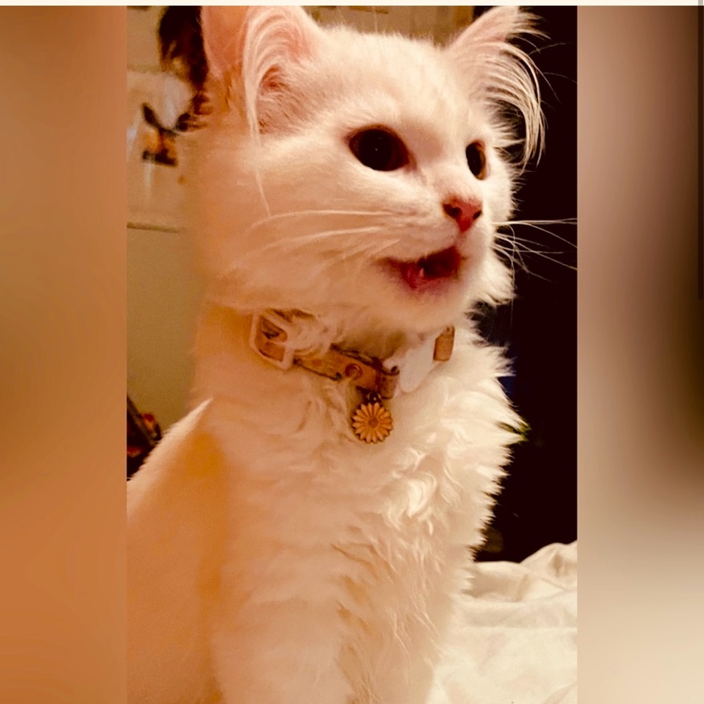 Hi to all the cat lovers out there! ❤️💕🥰